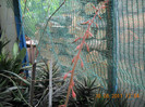 DSCN5498