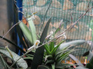 DSCN5499