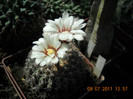 DSCN5529
