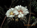 DSCN5530