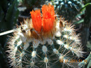 DSCN5532