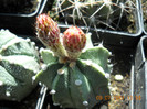 DSCN5533