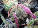 DSCN5547