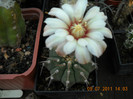 DSCN5550