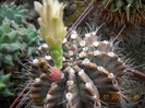 DSCN5563