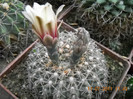 DSCN5564