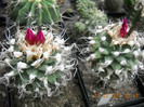 DSCN5576