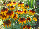 rudbekia