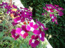 DSCN1988