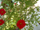 DSCN1993