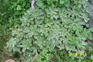 Sedum Kamtschaticum variegatum