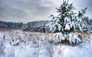 winter-tree-field-nature