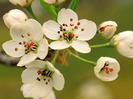 crabapple_blossoms_in_spring-normal