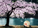 parasol-spring-wallpaper-1