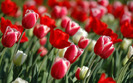 ws_Tulips_Spring_1680x1050