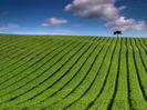 summer_green_field_1600x1200