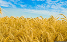 wheat-field-summer-wallpapers-1280x800