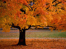 Autumn-Tree-Wallpaper