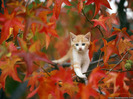 cat-in-autumn-wallpaper