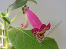 Kohleria Second Thoughts 8