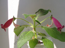 Kohleria Second Thoughts 9