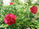 P5220672