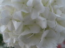 P5220691