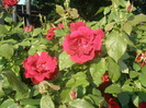 P5230694