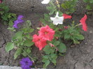 P6050809