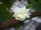 Tchaikovski