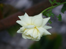 Tchaikovski