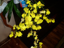 frumusetea