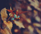 flowers_by_cvet04ek-d494ibw