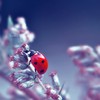 ladybug_by_turquoise_dollie-d49502y