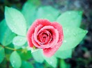 rose_by_uran11-d494kxw