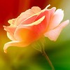 roses_for_love_by_svitakovaeva-d494sqv