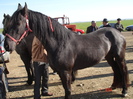 14434941_HCAFWTOVB[1]