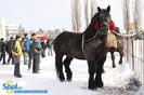 2-expozitie-de-cai-sibiu-2010-13967125[1]