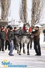 2-expozitie-de-cai-sibiu-2010-1172196451[2]