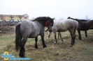 2-expozitie-de-cai-sibiu-2011-1461869921[1]