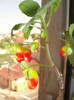impatiens niamniamensis