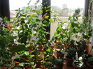 hibi din balcon