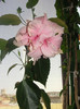 hibi roz pal batut, loredana78