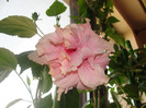 hibi roz pal batut, loredana78