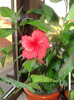 hibi rouge tropique