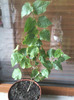abutilon mega