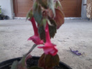 achimenes stan,s delict-emilia68
