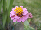 Zinnia elegans (2011, September 06)
