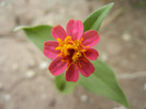 Zinnia elegans (2011, September 06)