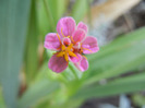 Zinnia elegans (2011, September 08)